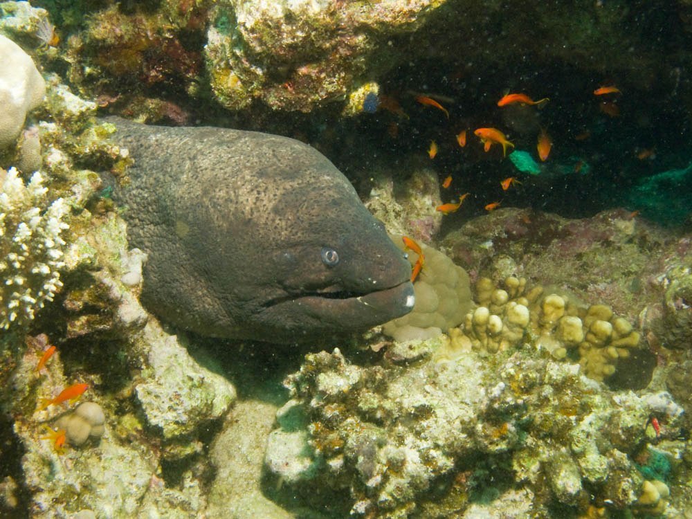 Хургада апрель 2012 Хургада апрель 2012