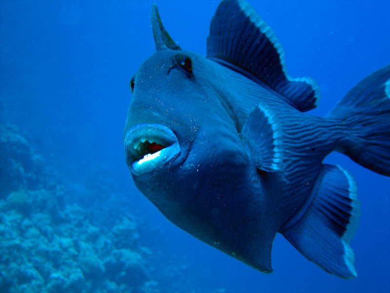 Я окунь..морской Я окунь..морской