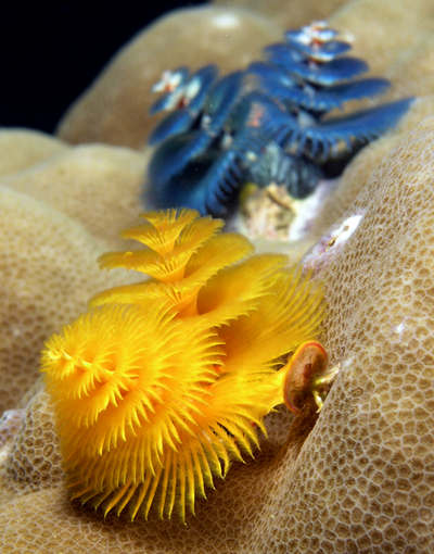 Christmas_tree_worms Christmas_tree_worms