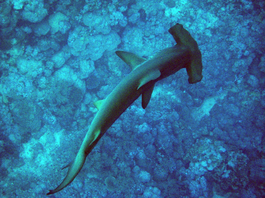 Бразерс 2012 Бразерс 2012