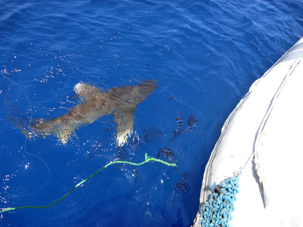 Бразерс 2012 Бразерс 2012