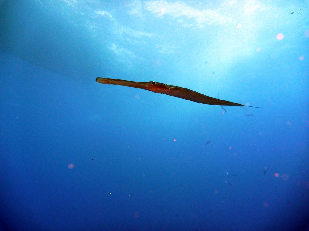 Бразерс 2012 Бразерс 2012