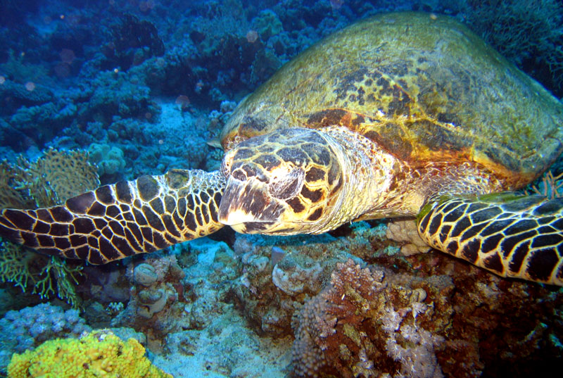 Хургада - 2007 Хургада - 2007