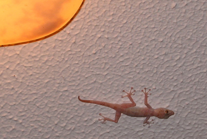 Хургада - 2007 Хургада - 2007