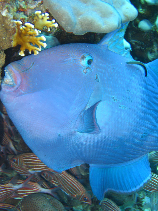 Хургада - 2007 Хургада - 2007