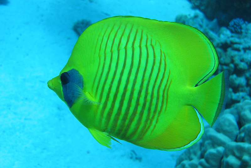 Хургада - 2007 Хургада - 2007