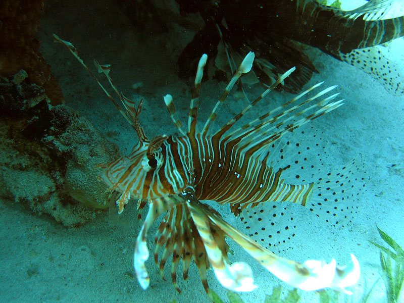 Хургада - 2007 Хургада - 2007