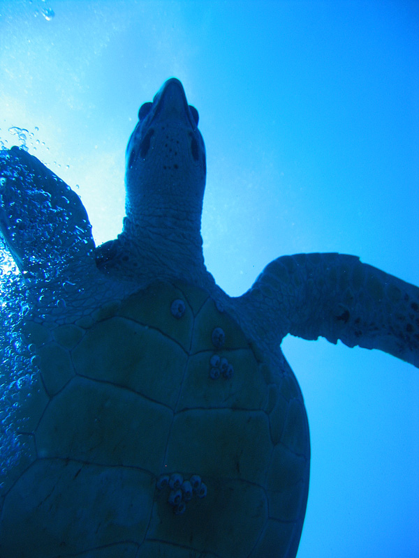 Хургада - 2007 Хургада - 2007