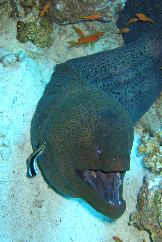 Хургада - 2007 Хургада - 2007