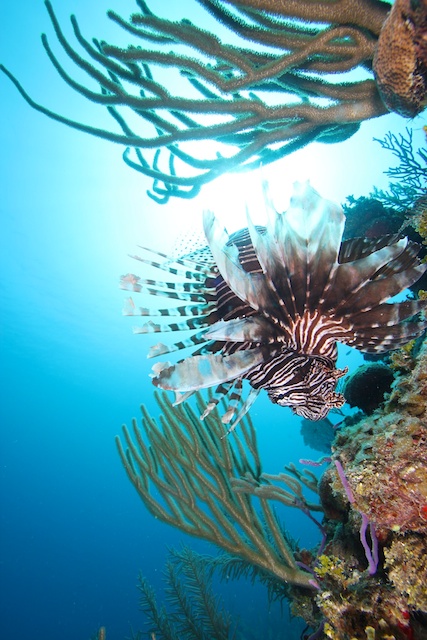 sCuba Diving с Дм.Холоденко! sCuba Diving с Дм.Холоденко!