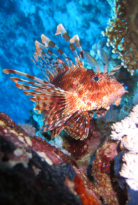 Хургада - 2007 Хургада - 2007