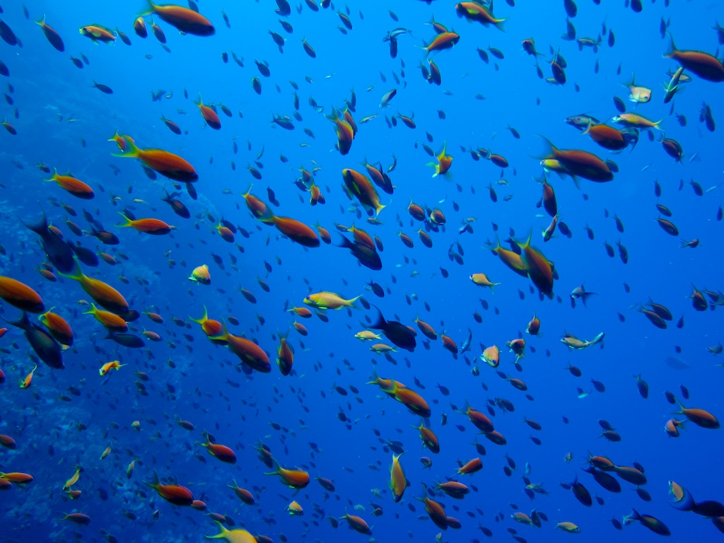 Египет - сафари, Большое Островное Путешествие Египет - сафари, Большое Островное Путешествие