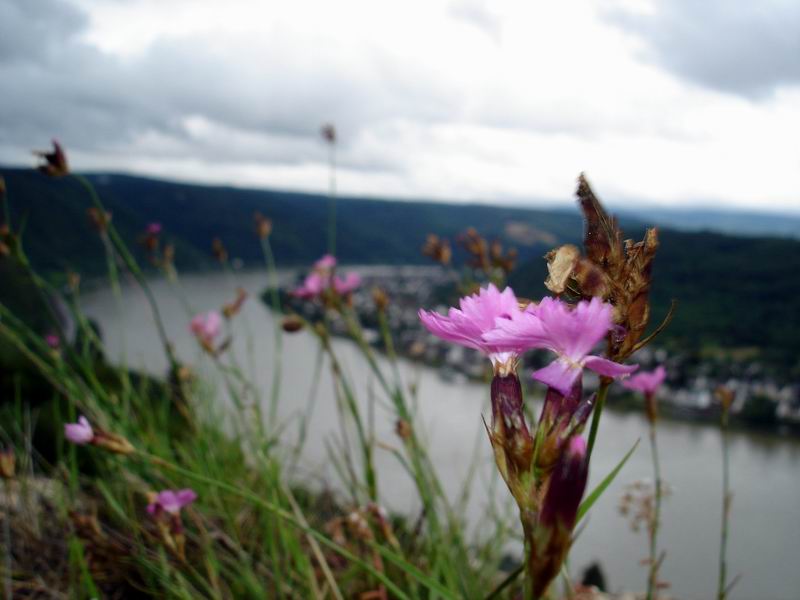 Marksburg.Rein Marksburg.Rein