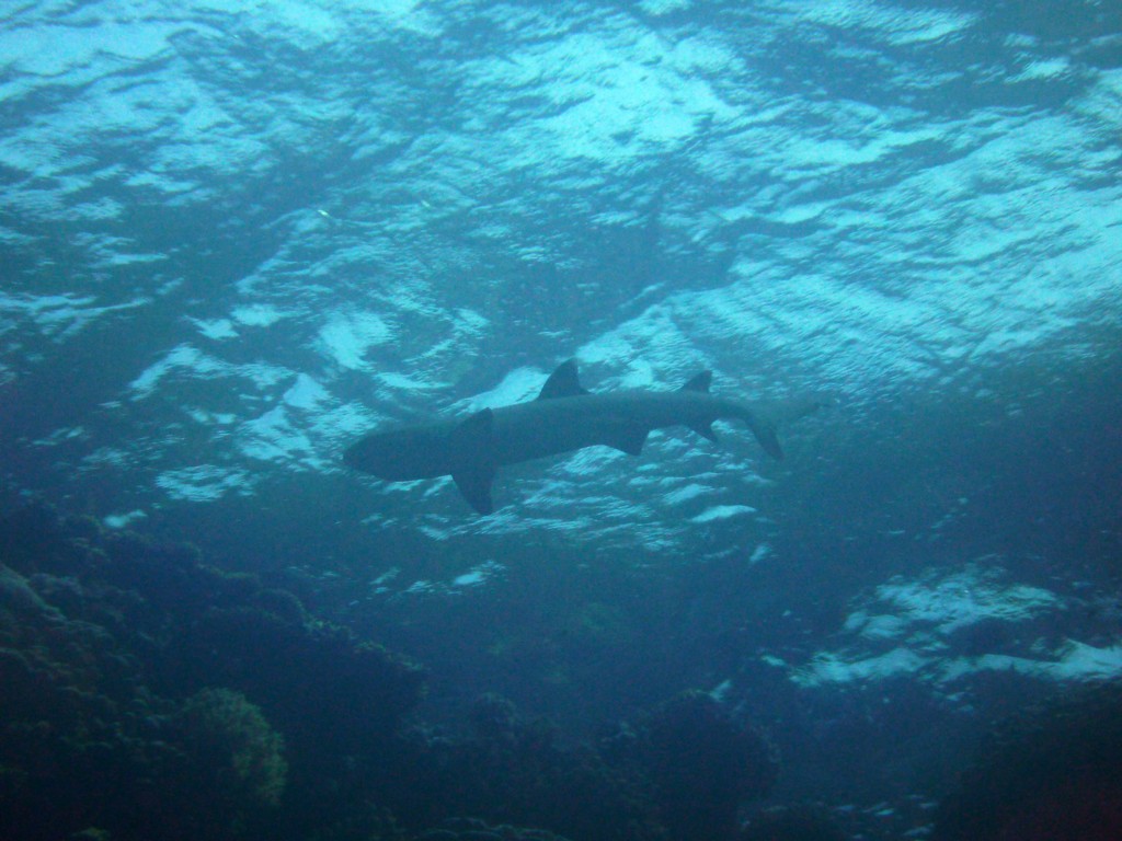 Дальний Юг 2012