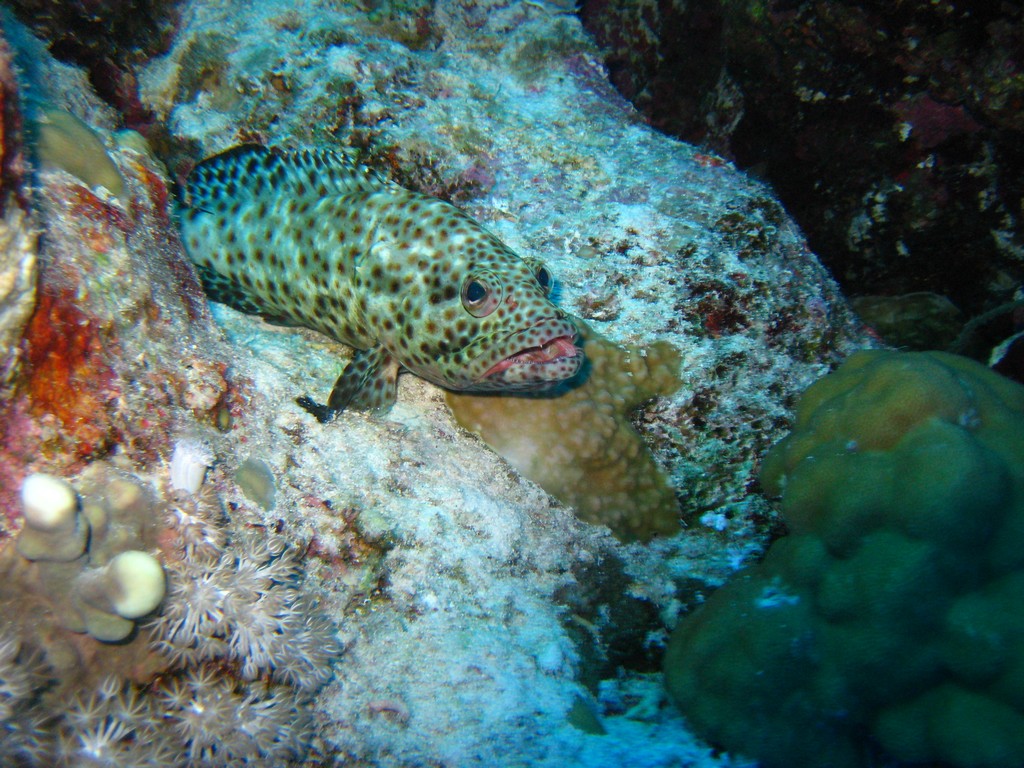 Дальний Юг 2012