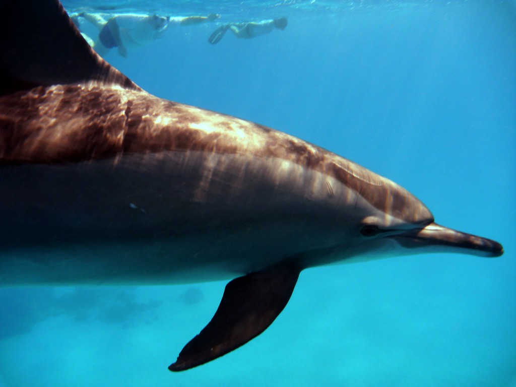 Дальний Юг 2012