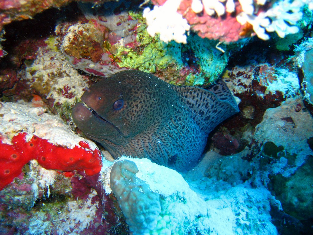 Дальний Юг 2012