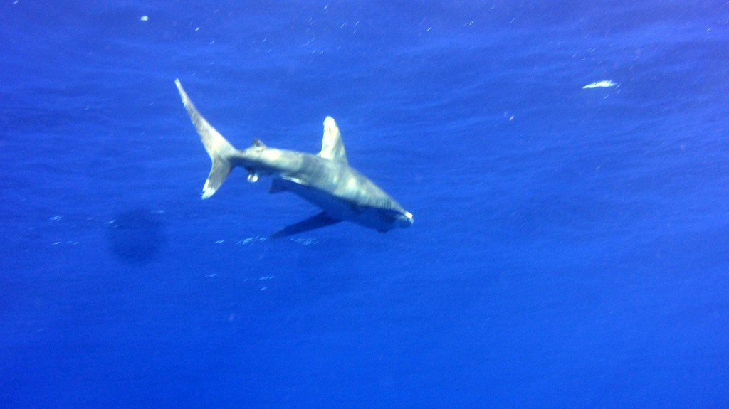 Дальний Юг 2012