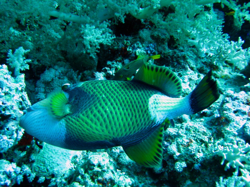 Дальний Юг 2012 Дальний Юг 2012