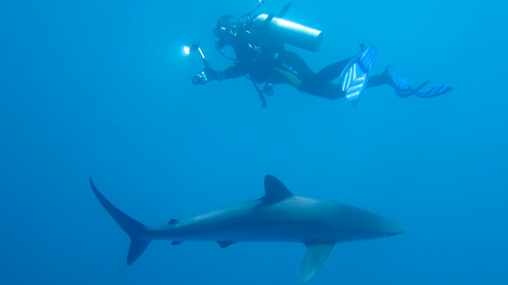 sCuba Diving с Дм.Холоденко!