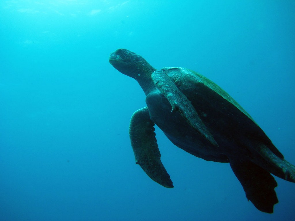 Галапагосы Галапагосы