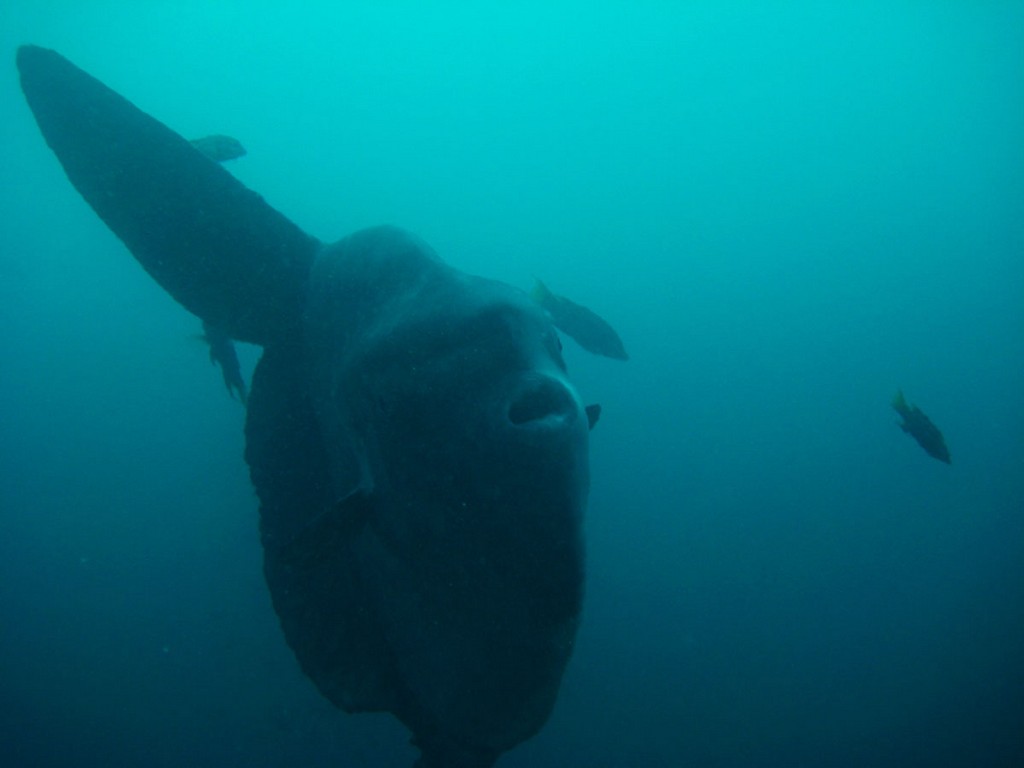Галапагосы Галапагосы
