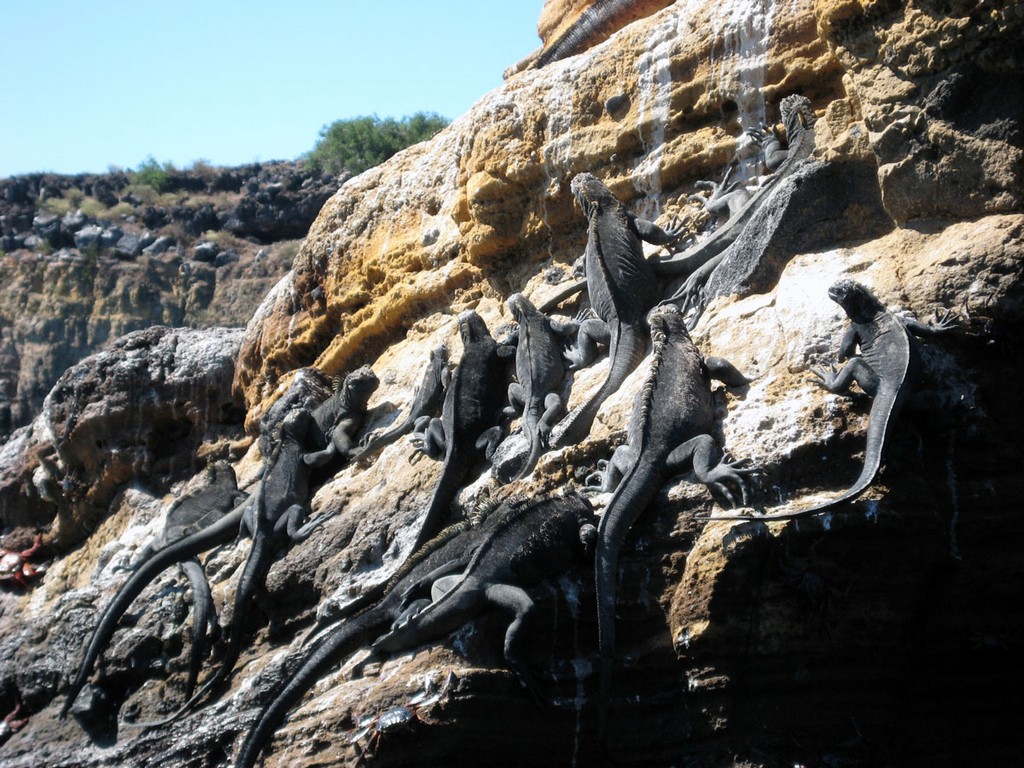 Галапагосы Галапагосы