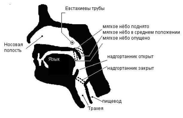Мягкое нёбо
