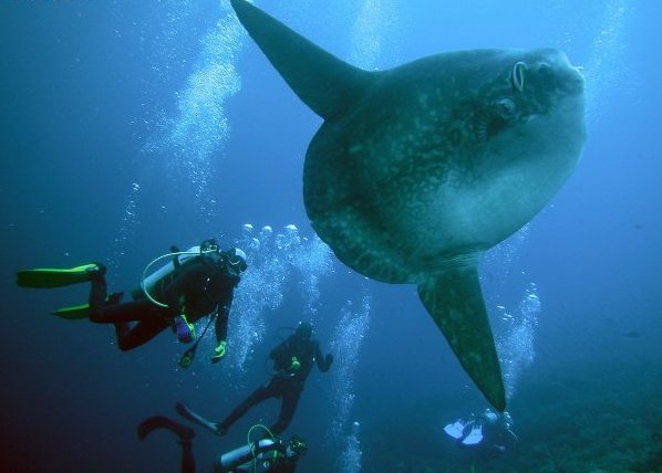 Нуса Тенгара