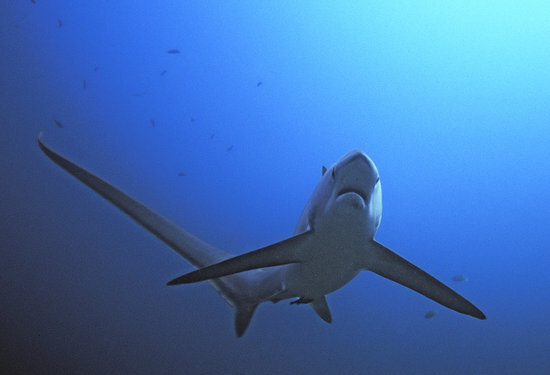 Нуса Тенгара Нуса Тенгара