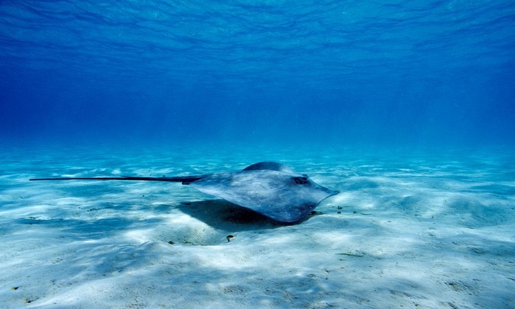 Нуса Тенгара