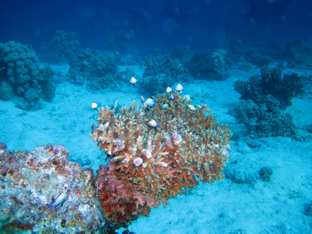 Хургада_январь 2013