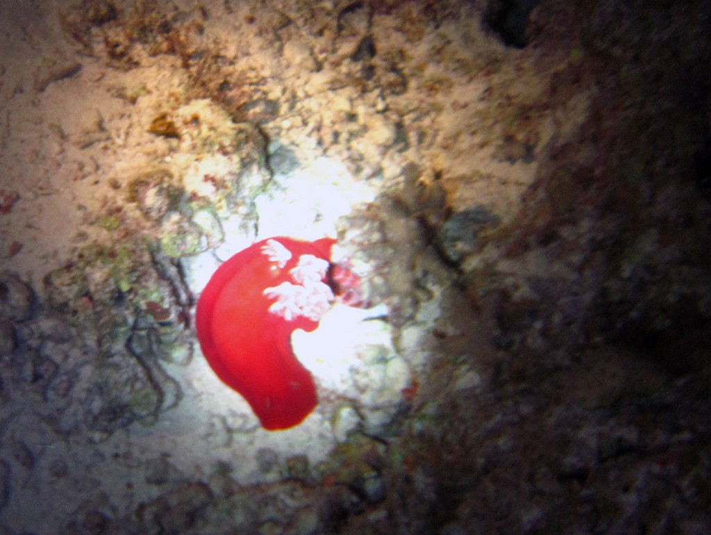 Хургада_январь 2013 Хургада_январь 2013