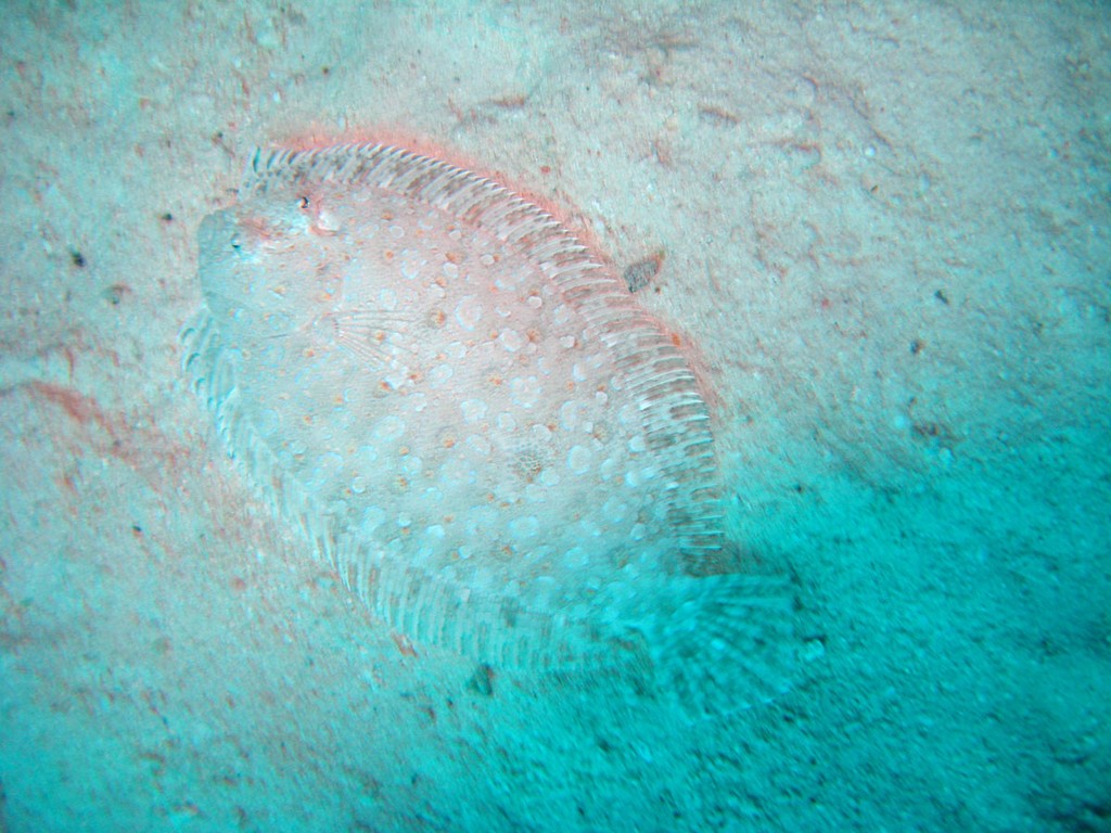 Хургада_январь 2013 Хургада_январь 2013