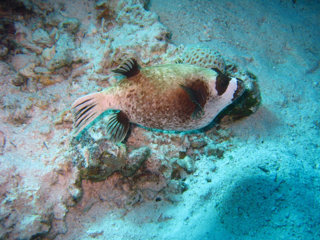 Хургада_январь 2013