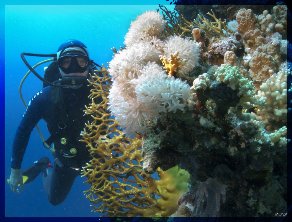 Гордон риф, Шарм-аль-Шейх Гордон риф, Шарм-аль-Шейх