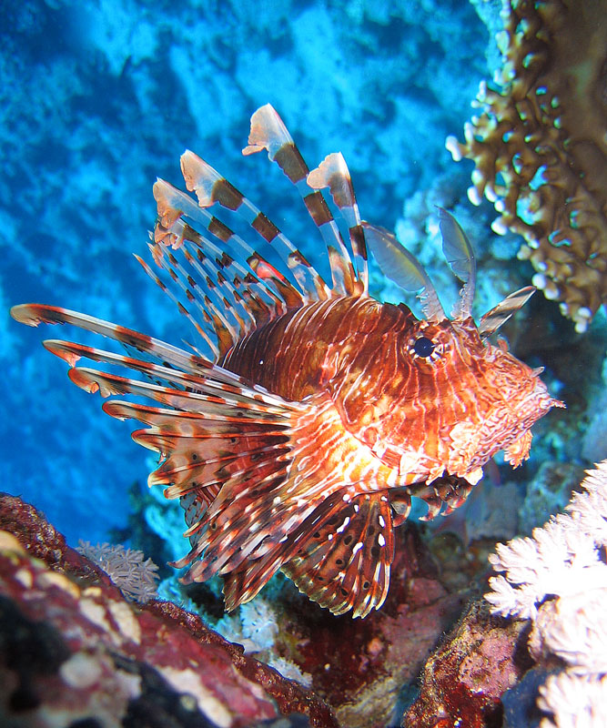 Хургада 2007 Хургада 2007