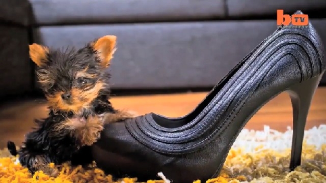 Мелкий пес Мелкий пес