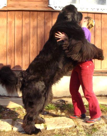 Большой пес Большой пес