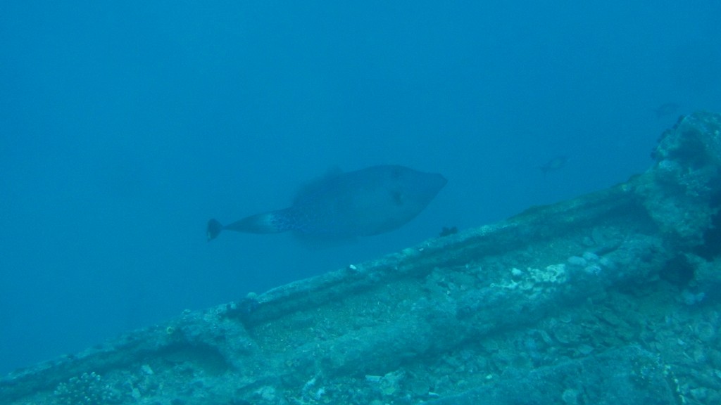 Непонятка Непонятка