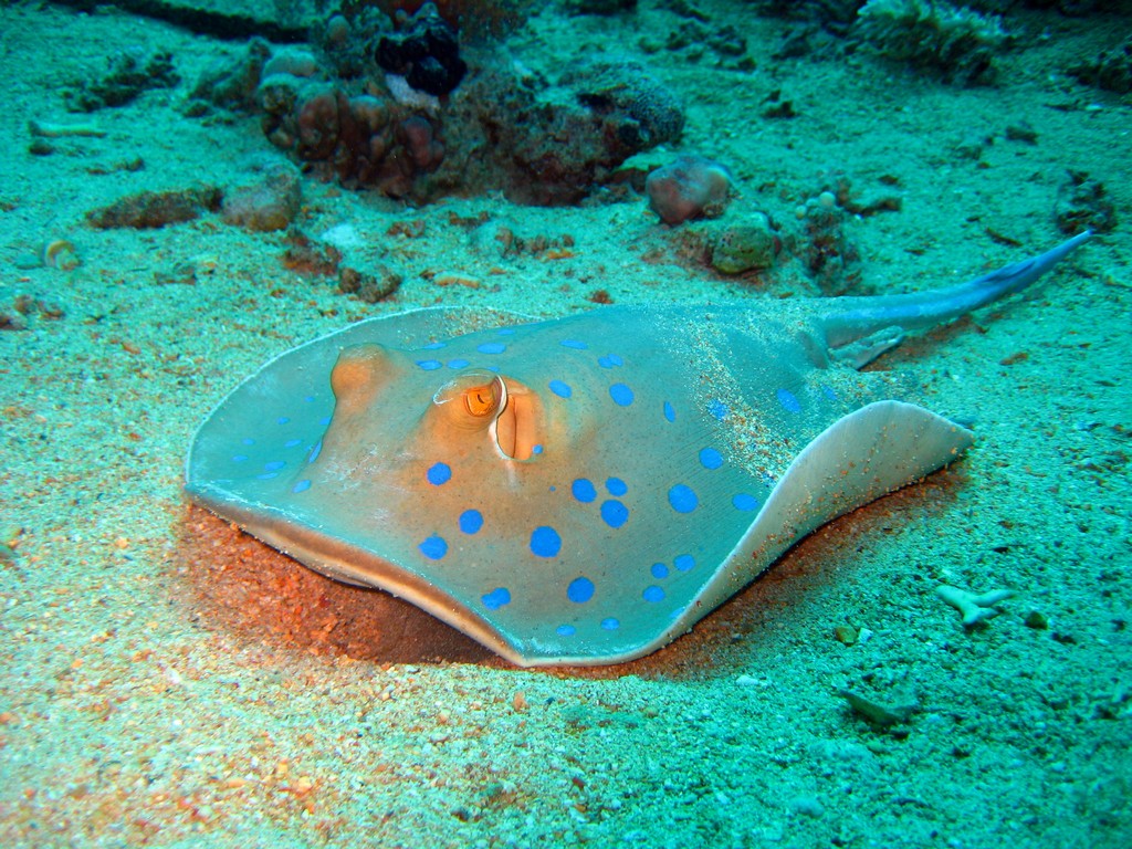 Северное сафари, март 2013 Северное сафари, март 2013