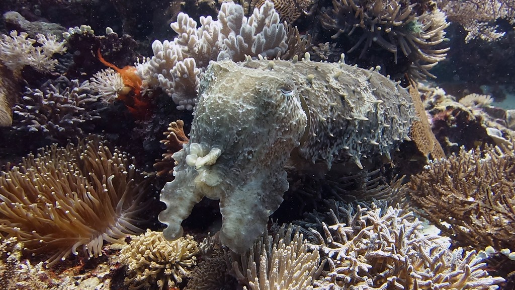 Индонезия_май 2013 Индонезия_май 2013