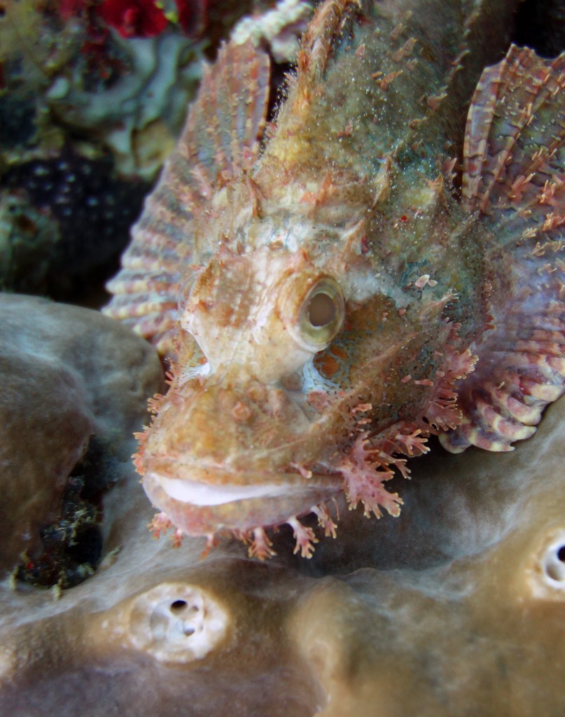 Индонезия_май 2013