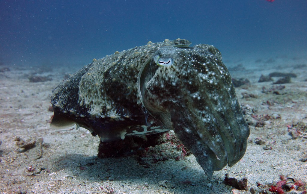 Индонезия_май 2013 Индонезия_май 2013