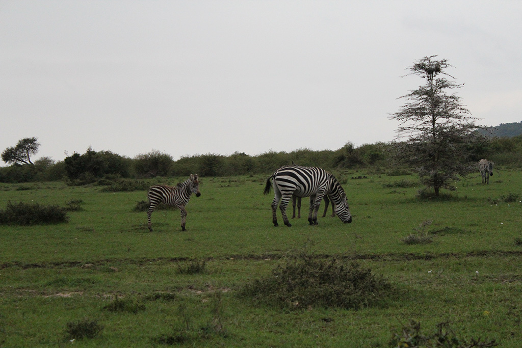Кения 2013 Кения 2013