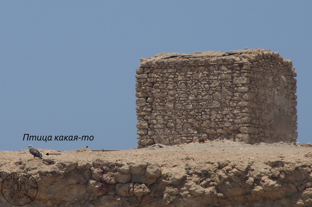 Сафари на Sea Serpent в июле 2013. Бразерсы, Дедалус, Эльфинстоун Сафари на Sea Serpent в июле 2013. Бразерсы, Дедалус, Эльфинстоун