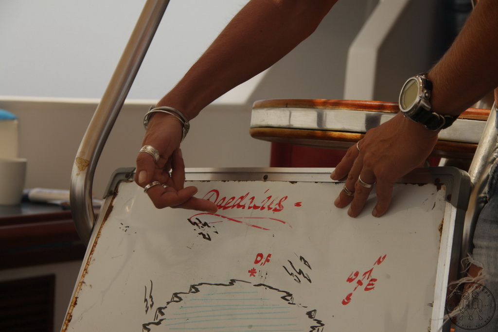 Сафари на Sea Serpent в июле 2013. Бразерсы, Дедалус, Эльфинстоун