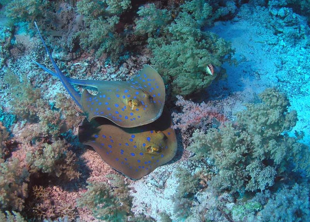 Братья 2013 Братья 2013