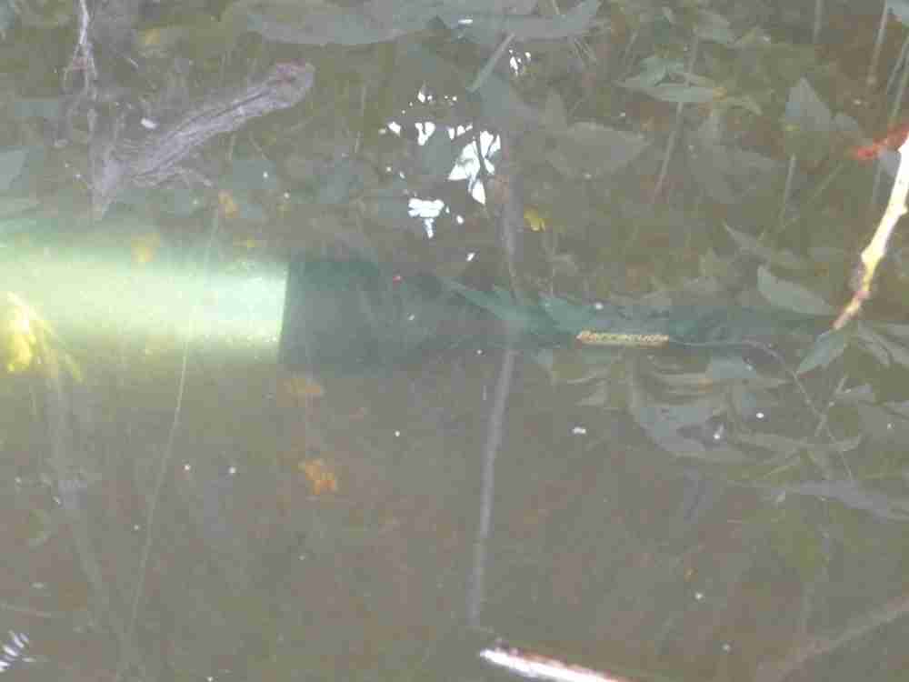 Моя Барракуда под водой