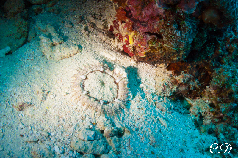 зубастое чудовище